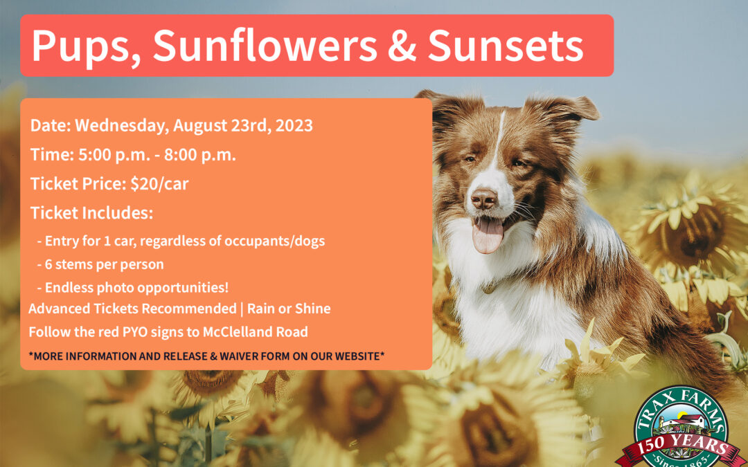 Pups, Sunflowers & Sunsets